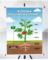 Plansza- Budowa rośliny nasiennej