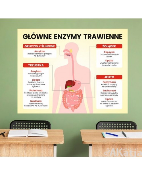 Główne enzymy trawienne- naklejka na ścianę