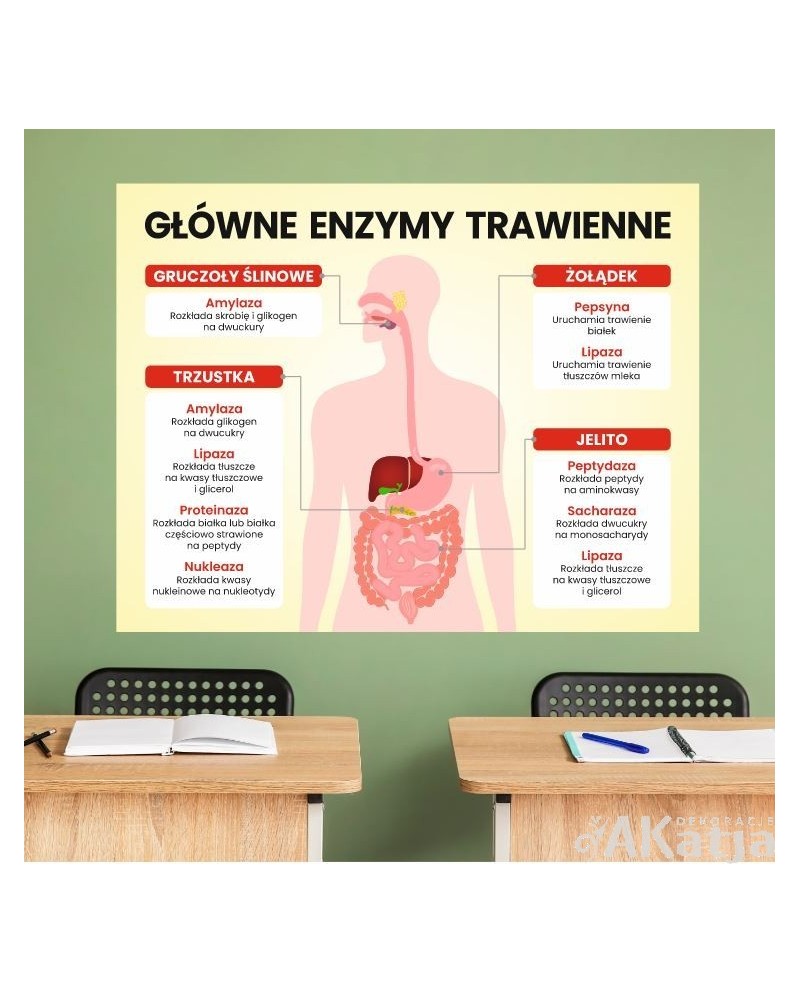 Główne enzymy trawienne- naklejka na ścianę