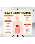 Plansza- Główne enzymy trawienne