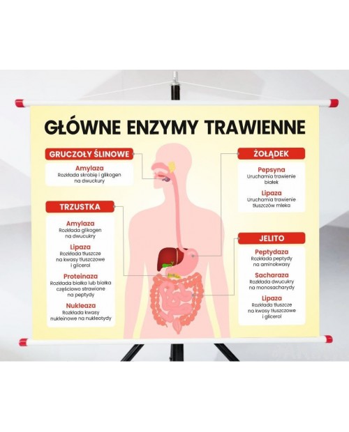 Plansza- Główne enzymy trawienne