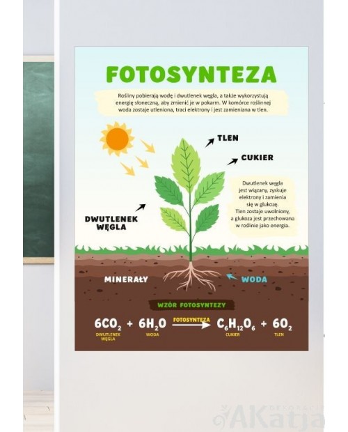 Fotosynteza- naklejka na ścianę