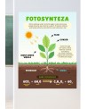 Fotosynteza- naklejka na ścianę