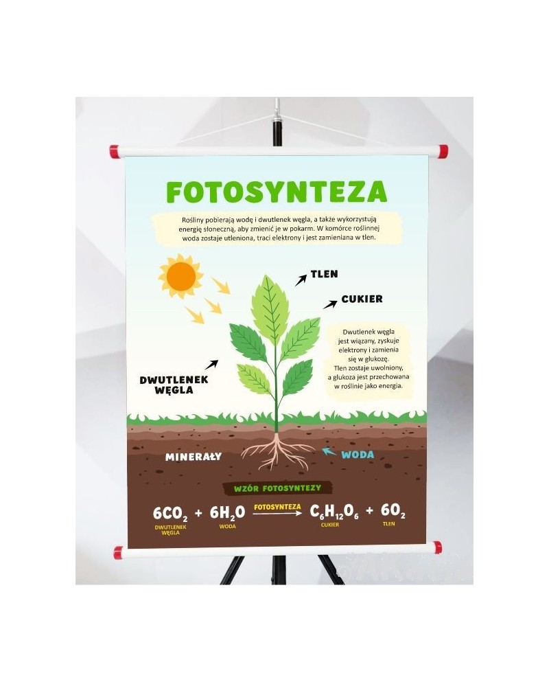 Plansza- Fotosynteza
