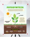 Plansza- Fotosynteza