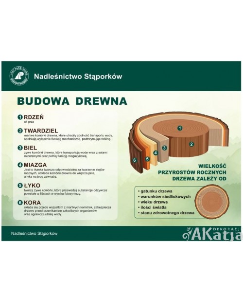 Tabliczka: Budowa drewna