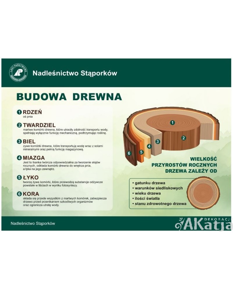 Tabliczka: Budowa drewna