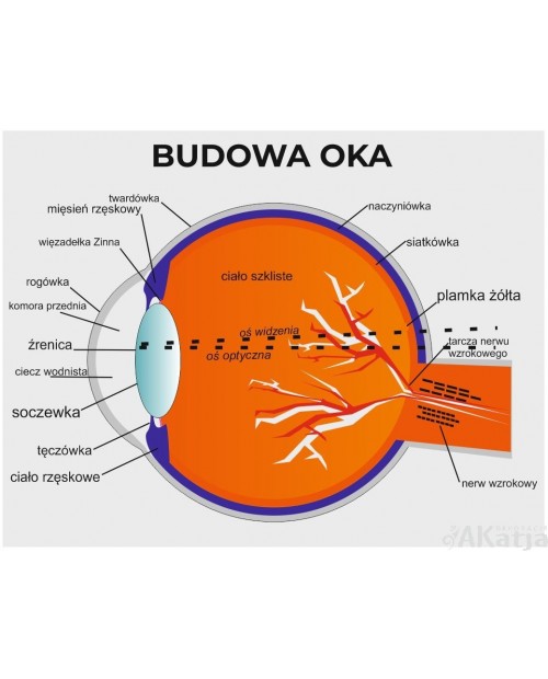 Naklejka na ścianę: Budowa oka